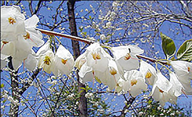 A picture of Carolina silverbell flowers.