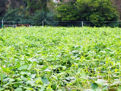 Cowpea is a summer cover crop used to help maintain and improve the soil for future growing seasons.
