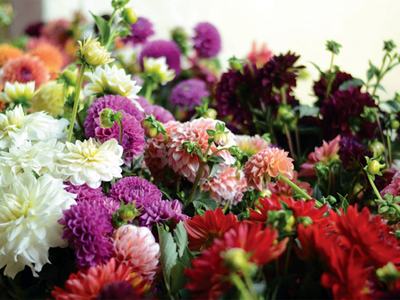 Dahlia cut flowers trial report