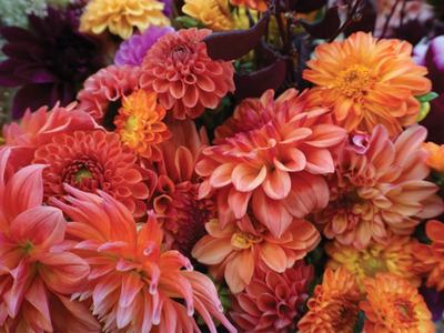 Cut dahlias