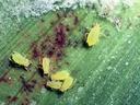 Several small yellow aphids clustered on a green leaf surface
