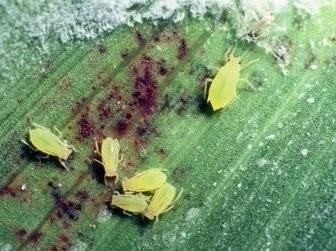 Several small yellow aphids clustered on a green leaf surface