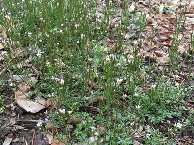 Hairy Bittercress