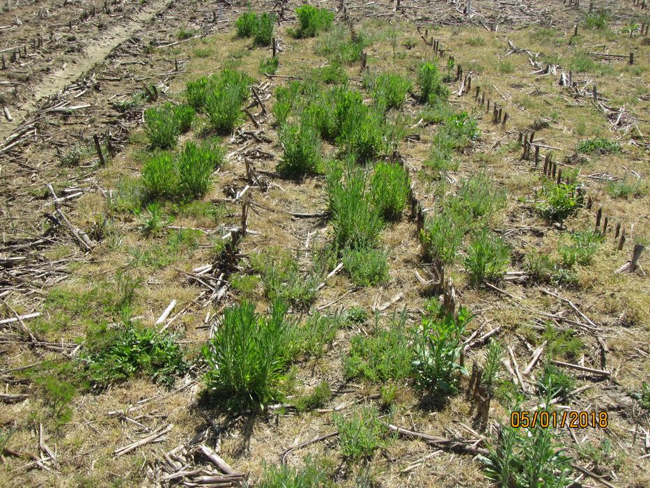 Burndown time is here. Be on the lookout for troublesome burndown weeds, especially herbicide-resistant horseweed.