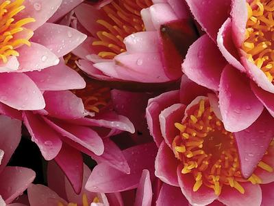 Water Lilies as a cut flower crop