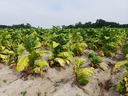 Tomato spotted wilt virus symptoms in tobacco