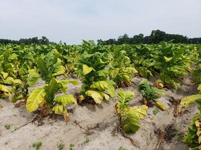 Tomato spotted wilt virus symptoms in tobacco