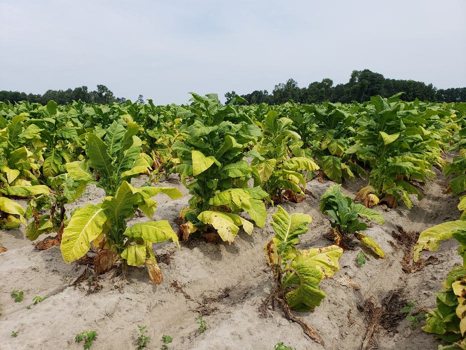 Tomato spotted wilt virus symptoms in tobacco