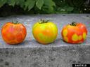 Three tomatoes with yellow-orange concentric ring spots on a concrete ledge