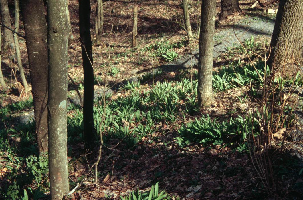 Big Moss Ramp It's Ramps Season! Grow Them, Eat Them, Sell Them - New Crops ...