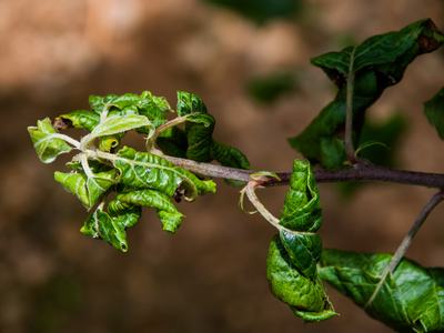 Rosy apple aphid damage on apple leaves