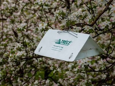 White TRECE Pherocon VI insect trap hanging from branch among flowering tree