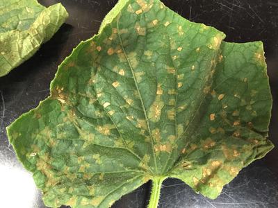 Cucurbit Downy Mildew on Cucumber leaf