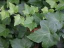 English Ivy