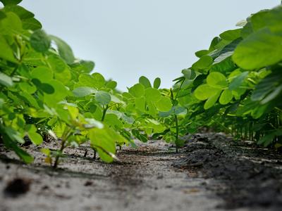 Soybean plants at the early stage of growth in the field.
