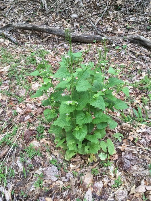 Garlic Mustard