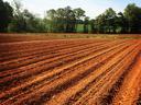 Plowed field with parallel furrows and small seedlings, tree line in background
