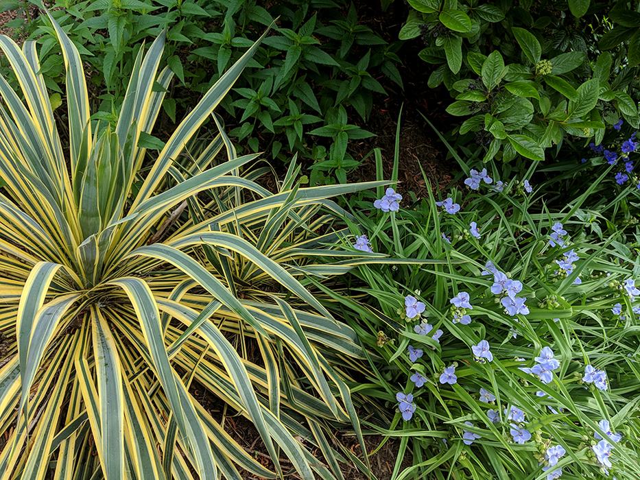 Adam's needle with spiderwort. 