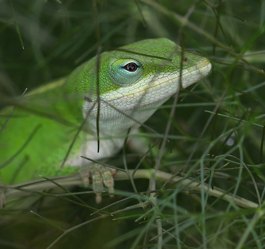 Carolina anole hunting in bronze fennel. 