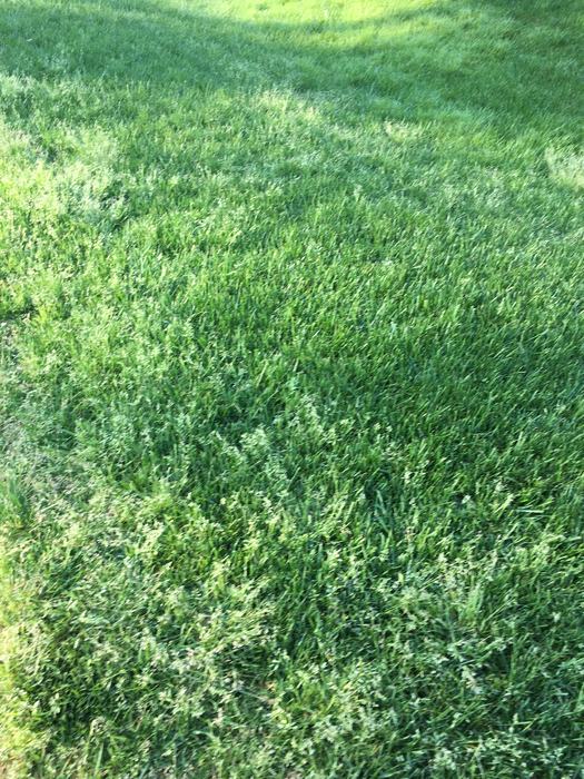 Poa annua infestation in a lawn