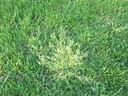 Poa annua plant flowering