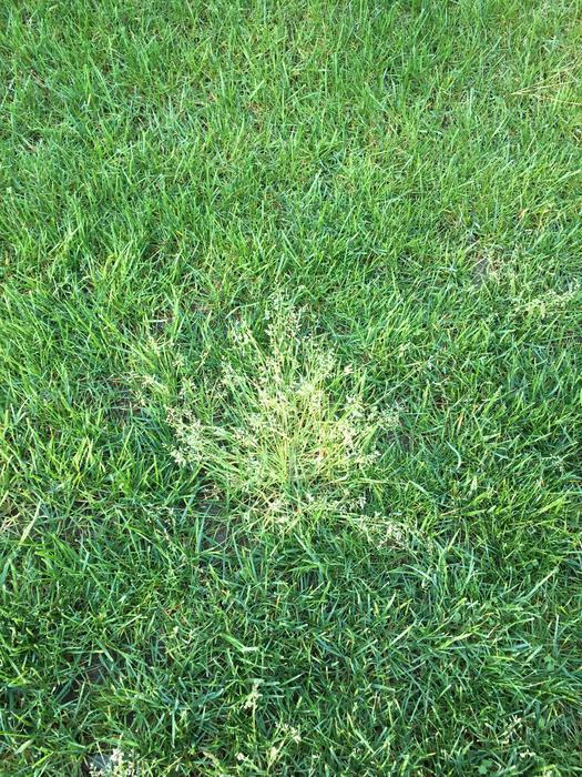 Poa annua plant flowering