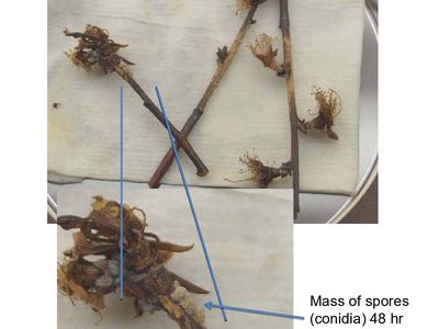 peach blossom blight