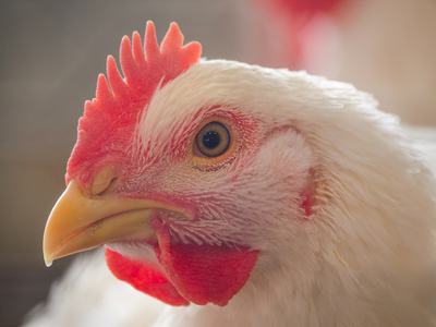 Ross broiler chicken