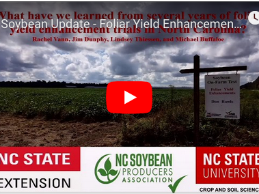 Soybean Update Video