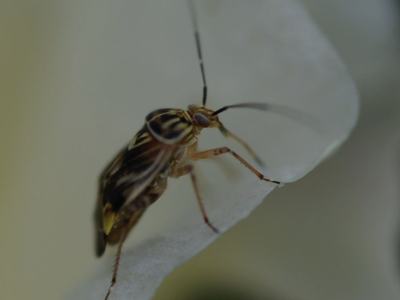 Tarnished Plant Bug