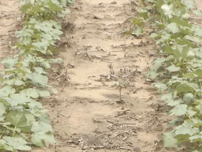 Volunteer cotton from the previous year growing between cotton rows.