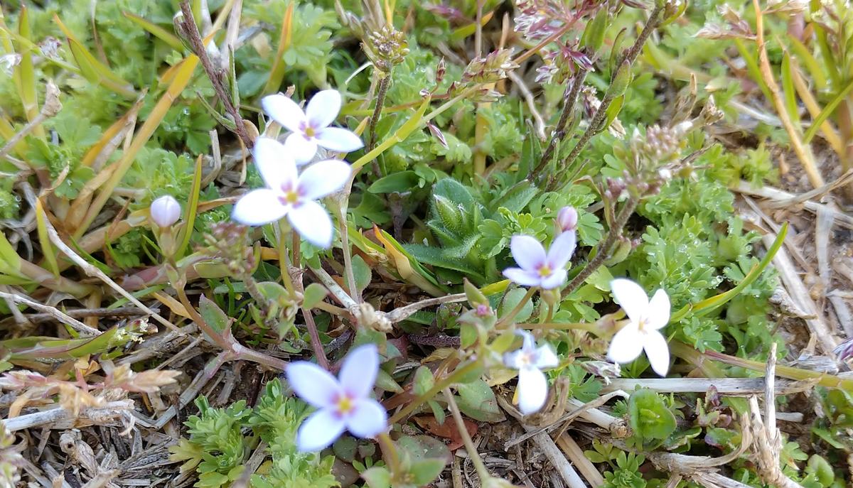 bluet flower