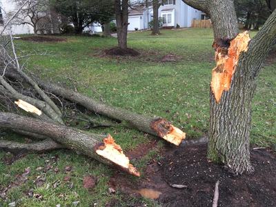 broke tree limb