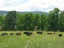 Cattle grazing in a grassy pasture with trees and hills in the background
