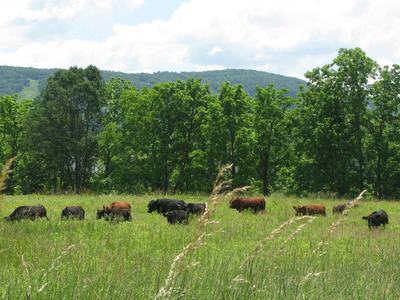 Cattle grazing in a grassy pasture with trees and hills in the background