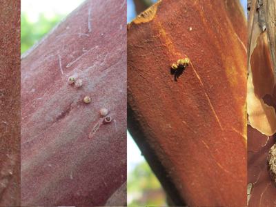 epicormic buds