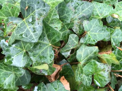 English Ivy