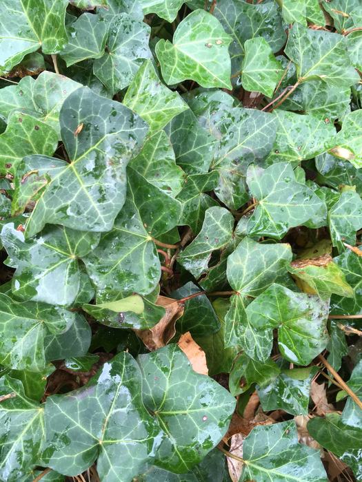 English Ivy