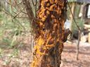 fusiform rust