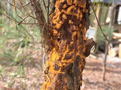 fusiform rust