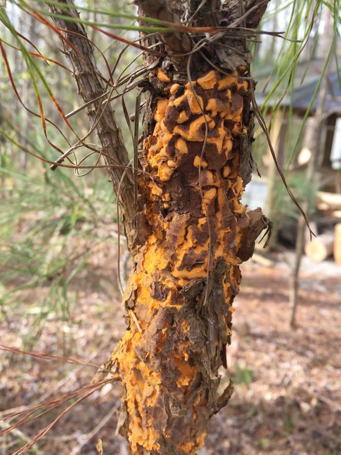 fusiform rust