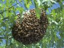 swarm