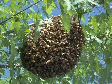 swarm