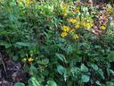 ragwort
