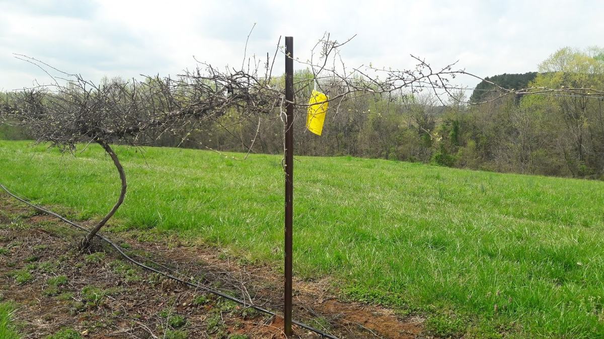Yellow sticky trap
