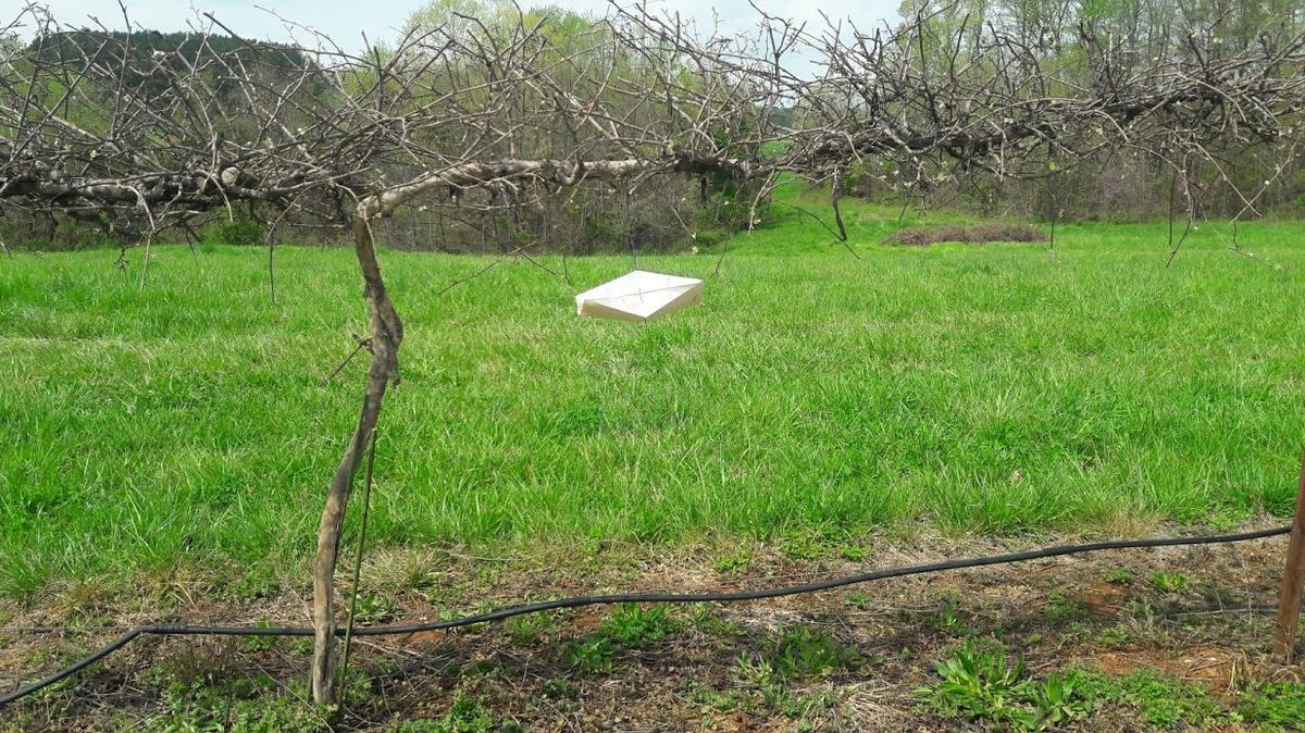 pheromone trap