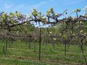 Grapevines trained on trellis rows with new leaves in grassy vineyard under blue sky