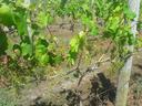 Grapevine with small green grape clusters trained on trellis wire in a vineyard