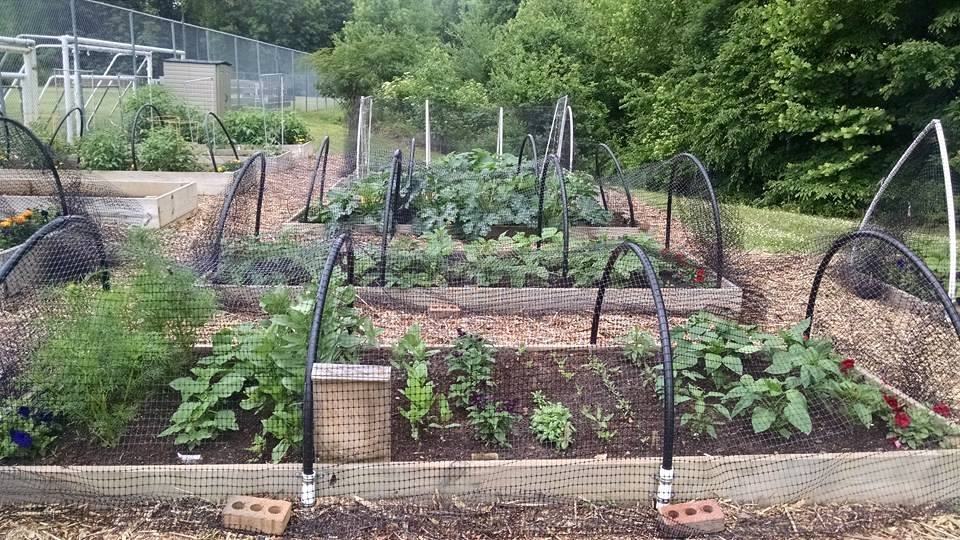Raised bed garden