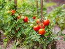 tomatoes on the vine in the garden